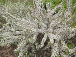 Вишня железистая, Prunus glandulosa
